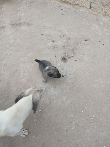 cau cau iti satilir: Məhsul: Balaca it balaları Təsvir: - Şirin balalar – bir neçəsi — 5