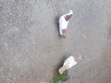 maraqli it adlari: Demək olar ki abrezdi real alıcı yazsın viidesun atım baxsın barter — 4