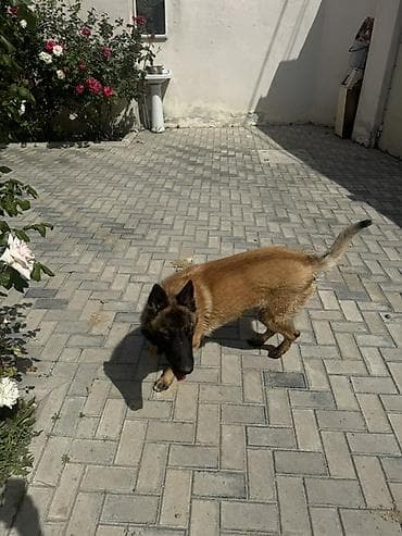 ingilis setter it cinsi: Belçika çoban iti — 9