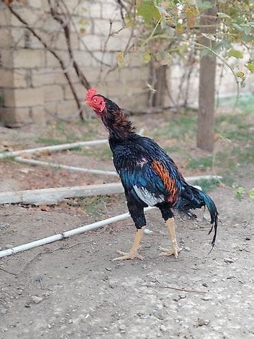 rengli baliqlar: Xoruz, Heyratı, il: 1, Ödənişli çatdırılma — 1