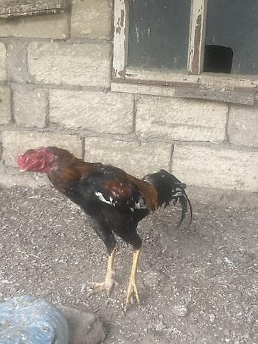 heratı xoruz: Xoruz, Heyratı, il: 1, Ünvandan götürmə — 2