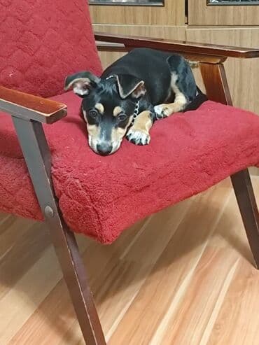 çin aslanı: Erkek — 1