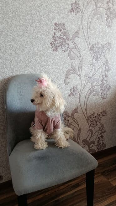 где можно купить собаку мальтипу: Maltipoo (mini) balası – ağ rəngli, qıvrım tüklü, kompakt ölçülü ev — 7
