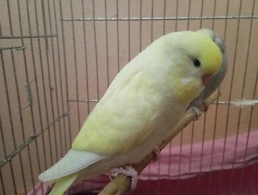 Tutuquşları: Çex tutuquşu balası satılır öz quşlarımın balasıdır 2 aylıqdır çox — 6