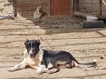 it pisik sekilleri: Alabay, Erkek, Peyvəndli — 2