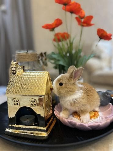 dövsan: 🐰Körpəlik halı belə şirindir! Cəmi 8 günlükdür 22 avqustdan satış — 7