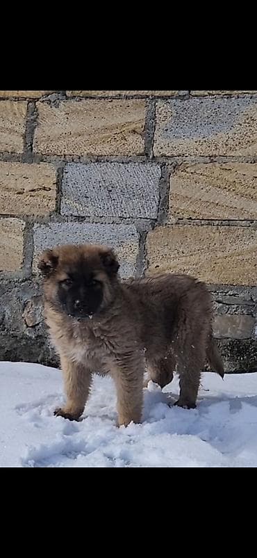 çoban iti qiyməti: Salam vulkadav 3 aylıq köçüydü erkeydi vaksinler vorulub heç bir — 2