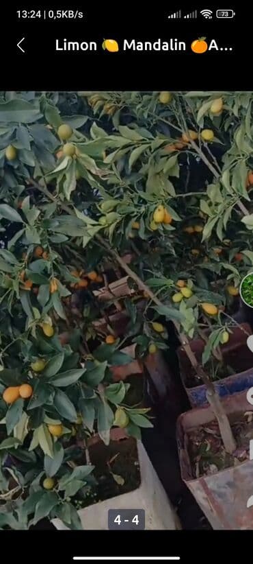 Çöl bitkiləri: Məhsul: Sitrus ağacı şitilləri - Növ: qabda yetişdirilən sitrus — 7