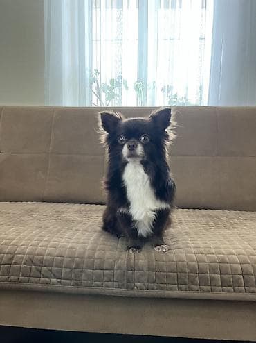 çixuaxua: Çixuahua, 3 il, Erkek, Cütləşmə üçün, Ünvandan götürmə — 2