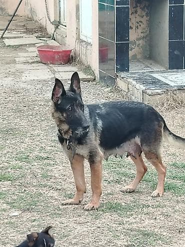 dişi it: Alman çoban iti, 2 ay, Erkek — 5