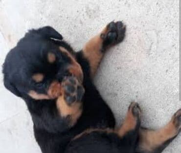 dovsan sekilleri: Rotveyler — 6