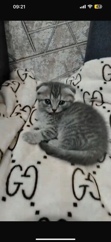 pişik etibarlı əllərə verilir: Şotland yastı qulaq, Erkək, Dişi, Yaxşı əllərə, Ünvandan götürmə, Ödənişli çatdırılma, Rayonlara çatdırılma — 1