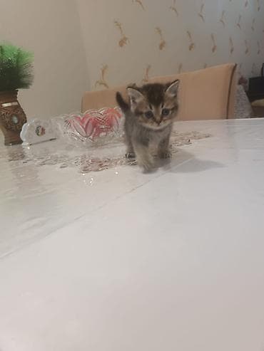 pişim: Britan — 6