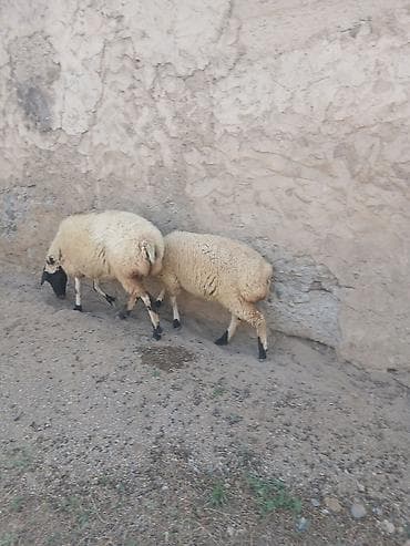 kreditle heyvan satisi: Ana baLa satıLır cavan heyvandı — 3