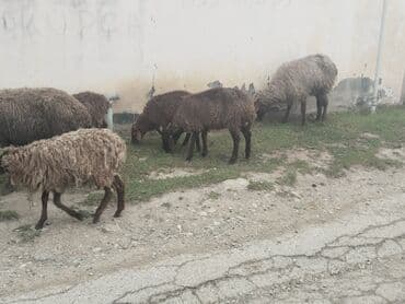 tap.az danalar: Məhsul: Qoyun sürüsü Təsvir: - Yerli cins qarışığı olan, quyruğu — 6