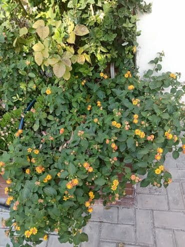 iş elanları 2024 xırdalan: Bağban, 45 il, 6 ildən artıq təcrübə — 2