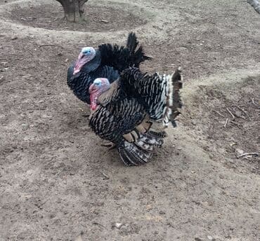 Коровы, быки: Məhsul: Hinduşka sürüsü Təsvir: - Şəkillərdə iri cüssəli, rəngbərəng — 2