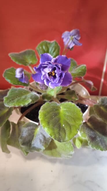 taxta biti: Цветущие сортовые фиалки.По 8м — 5