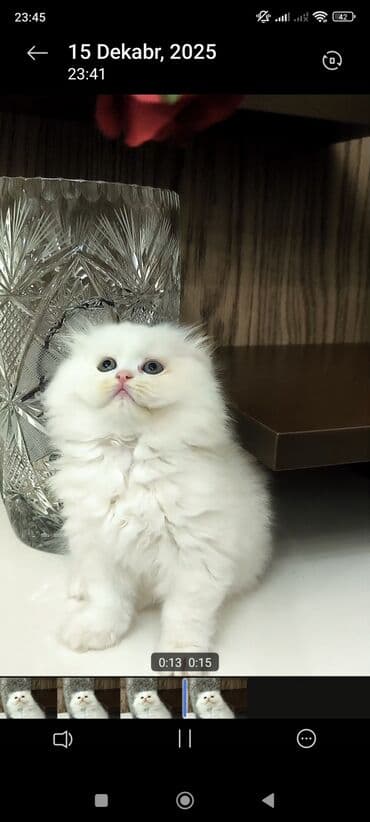 pişiy çantası: Dişi — 2