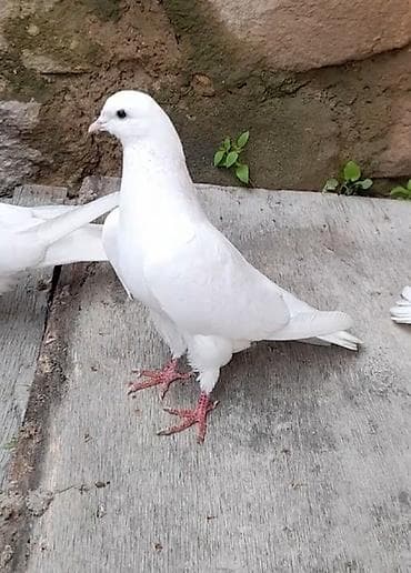 göyercin: Erkey — 2