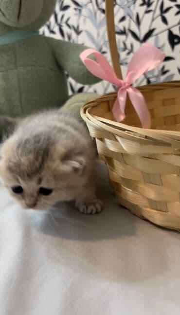 ən ucuz pişiklər: Şinşilla, Dişi, Erkək, Ünvandan götürmə, Ödənişli çatdırılma — 8