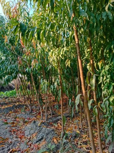 meyvə ağacı: Her sor tinglermiz movcuddur yerli və xarici sortlar var sortlara — 15