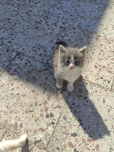 Pişiklər: Yaxşı əllərə — 8