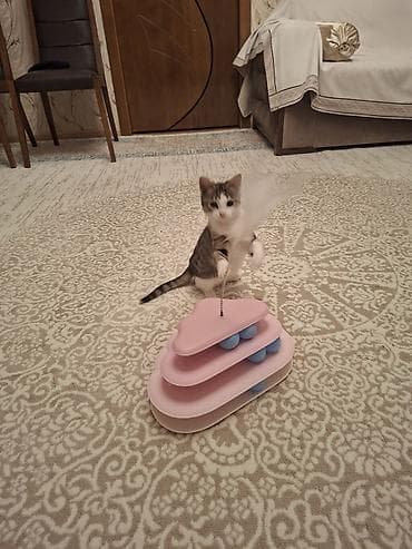 anqora pişiklər: Tabbi, Dişi, Yaxşı əllərə, Pulsuz çatdırılma — 7