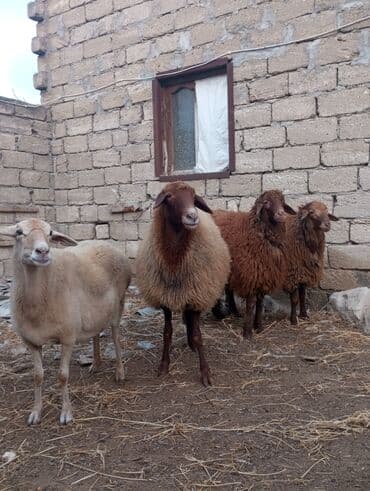 Salam Aleykum ünvan Meşdaxa 2 dişi qoyun 2 ərkey heyvanlar dolu kök — 2