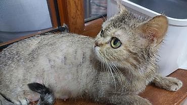 pişik cutləşdirilir: Qızıl şinşilla, Dişi, Yaxşı əllərə, Ödənişli çatdırılma — 2