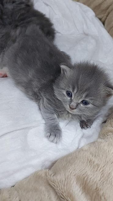 pişiy: Britan — 5