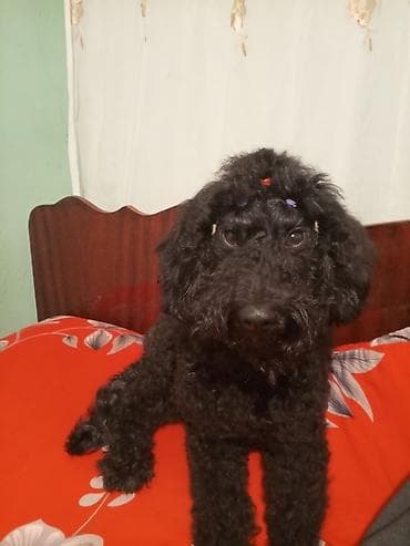 pitbull iti qiymeti: Pudel, 2 il, Dişi, Cütləşmə üçün — 5