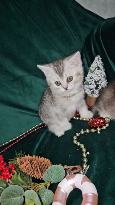 pişiklər üçün: Britan, Yaxşı əllərə — 6