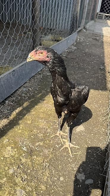 it sat: O şamo fere satılır 7 ayındadır gözderi biraz zeyif görür deye çox — 1