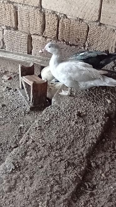 qus yuvasi: Putun növ heyvanların satışı var size ne cür heyvan lazimdasa bize — 4