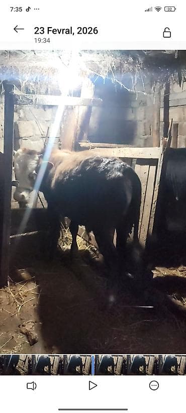 akvarium xırda balığı: Satılır: erkək dana Xüsusiyyətlər: - Növ: iri buynuzlu heyvan, erkək — 2