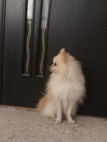 собака шпиц: купить: Шпиц, 6 месяцев, Самец, С прививками, Самовывоз — 2