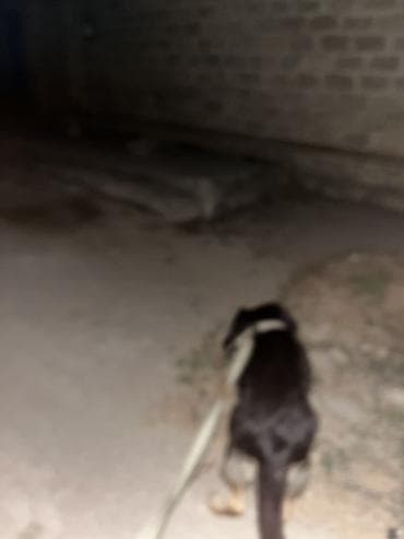 it gezdirmek xidmeti: Xidmət: Gecə gəzintisi və mühafizə məqsədli itlə patrul Təsvir: - — 7