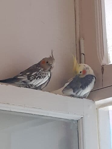 cuce qefes: Nimfa (Cockatiel) cütlüyü – gözəl rəng çalarları və xüsusi baş tacı — 3