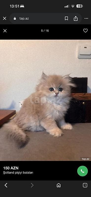 sibir pisiyi: Britan — 4