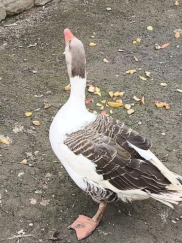 bakida at bazari: Erkək, Damazlıq — 2