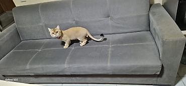 satiliq pisikler: Britan, Erkək, Yaxşı əllərə, Ödənişli çatdırılma — 3