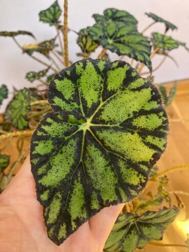 beqoniya bitkisi: Bu begoniya bitkisi iri, yaşıl və qara naxışlı yarpaqları ilə — 10