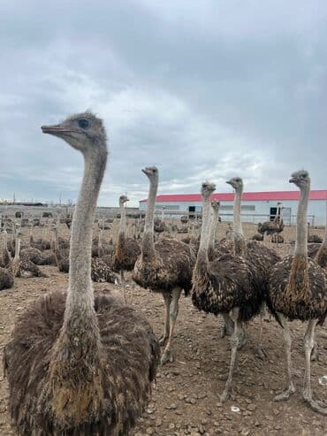 попугай ара цена: Devequsu bir illik cutu 3500 — 1