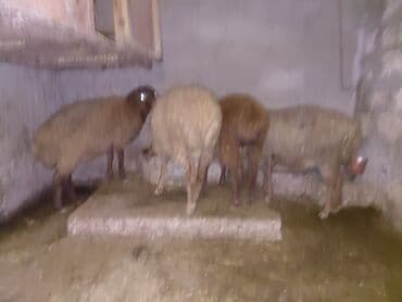 Gəmiricilər: Ana bala bala 3ay disidir. agzinda disi var qoyunun dis atib 2.3dene — 2