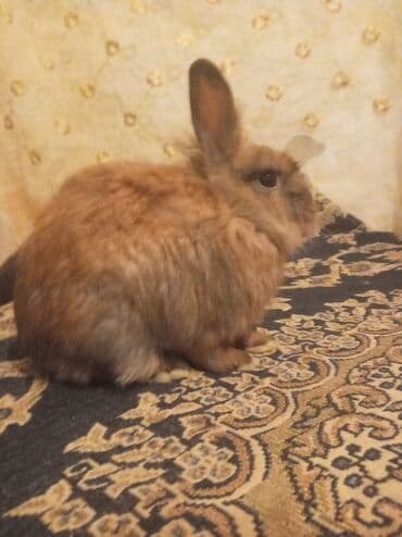 Gəmiricilər: Uzun tüklü dekorativ dovşanlar - Növ: dekorativ, uzun tüklü (angora — 2