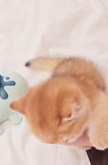 pişik qutusu: Britan, Erkək, Dişi, Yaxşı əllərə, Ünvandan götürmə — 7