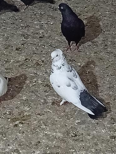 tap az afcarka: Boynugullulər 50 AZN qirmizi cəplər 60azn qalan quşların öz qiyməti — 6