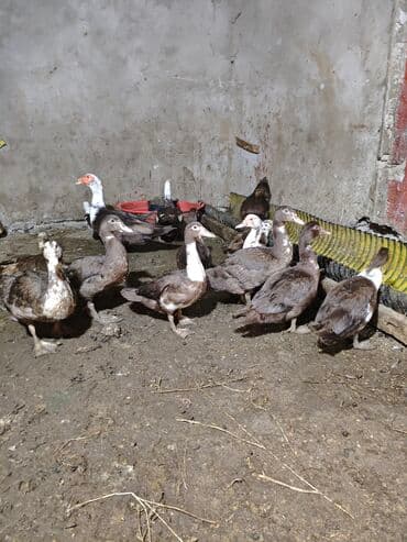 kayuqa ördək: Məhsul: ağ-qara və qəhvəyi-ağ rəng çalarlarında muskovi ördəklər — 5