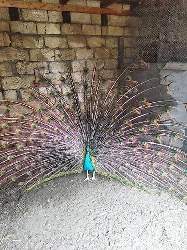 qaşqaldaq quşu: Məhsul: Hind tovusu (taclı tovuz quşu), erkək dişi cüt satılır — 2